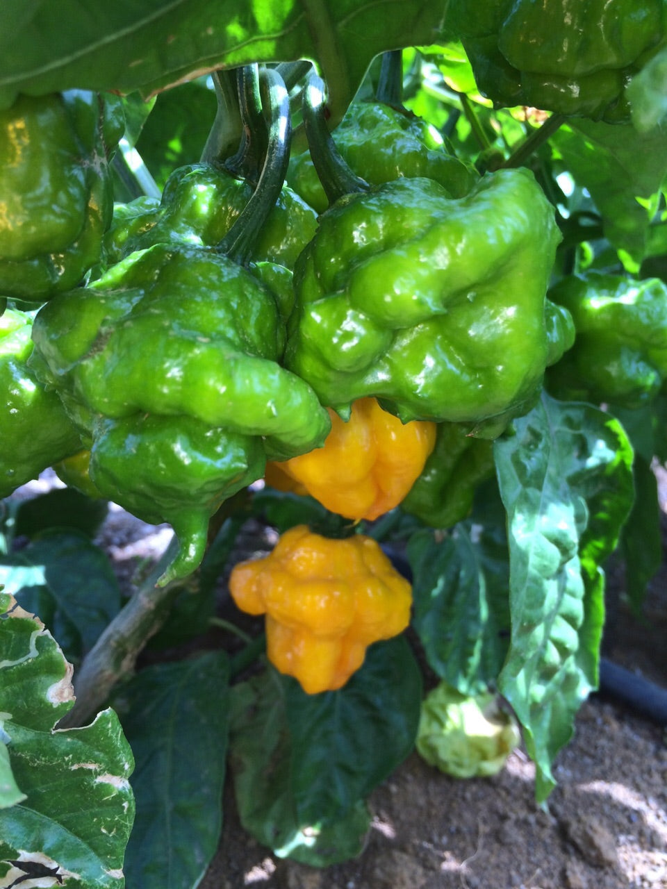 True Jamaican Scotch Bonnet Pepper vs Habanero: Why There Is No Competition