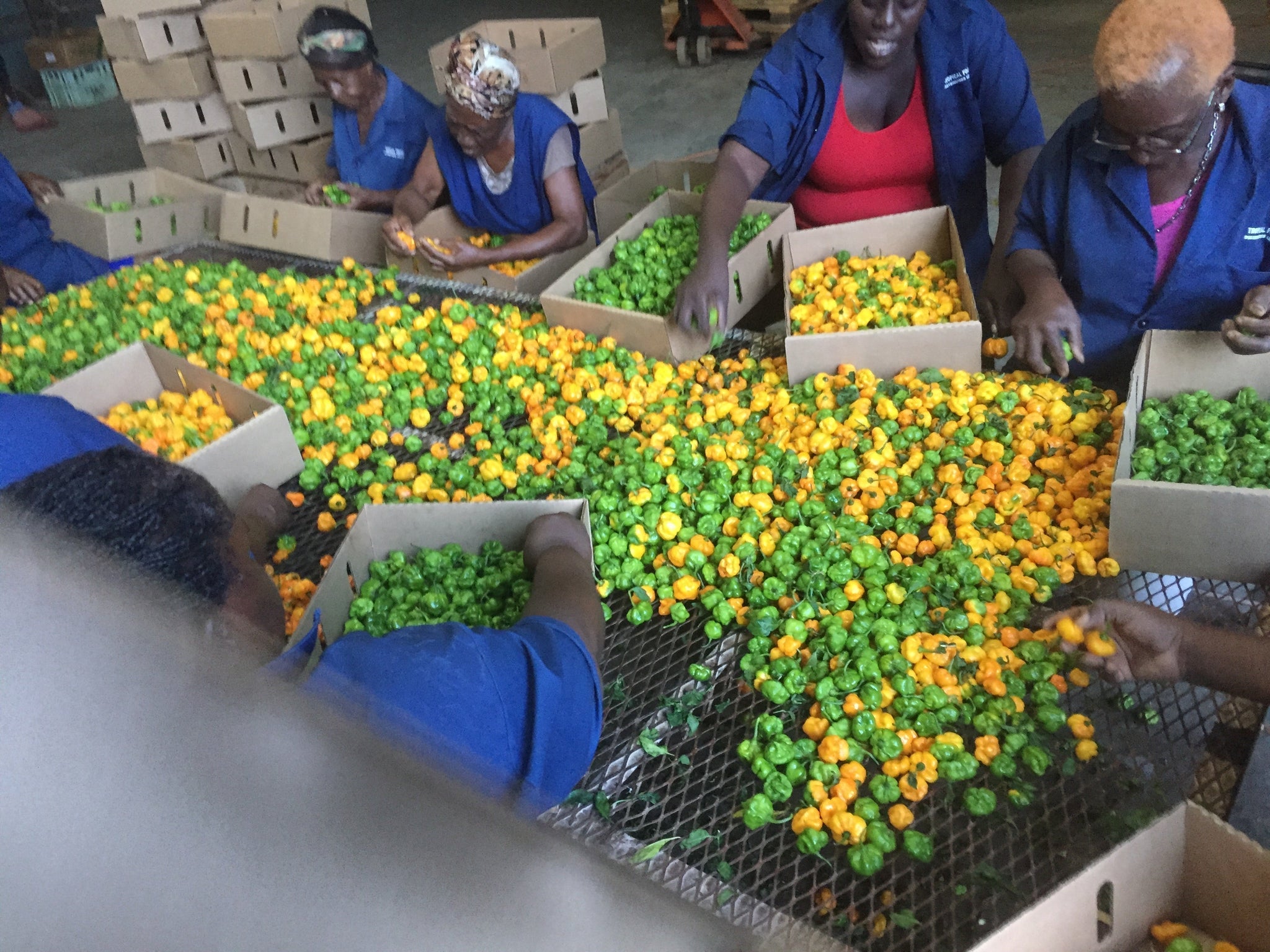 Scotch Bonnet Peppers getting sorted for Export 