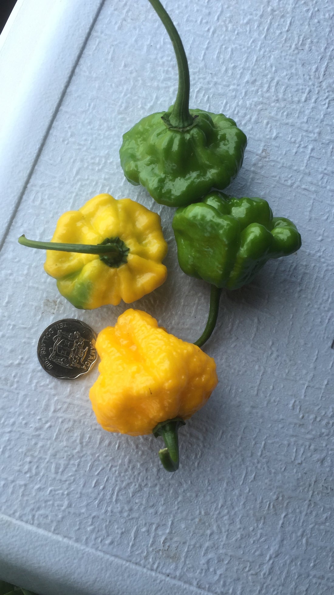 Smart Choice Farms — Scotch Bonnet pepper farm in Jamaica, growing the world's most flavourful hot pepper