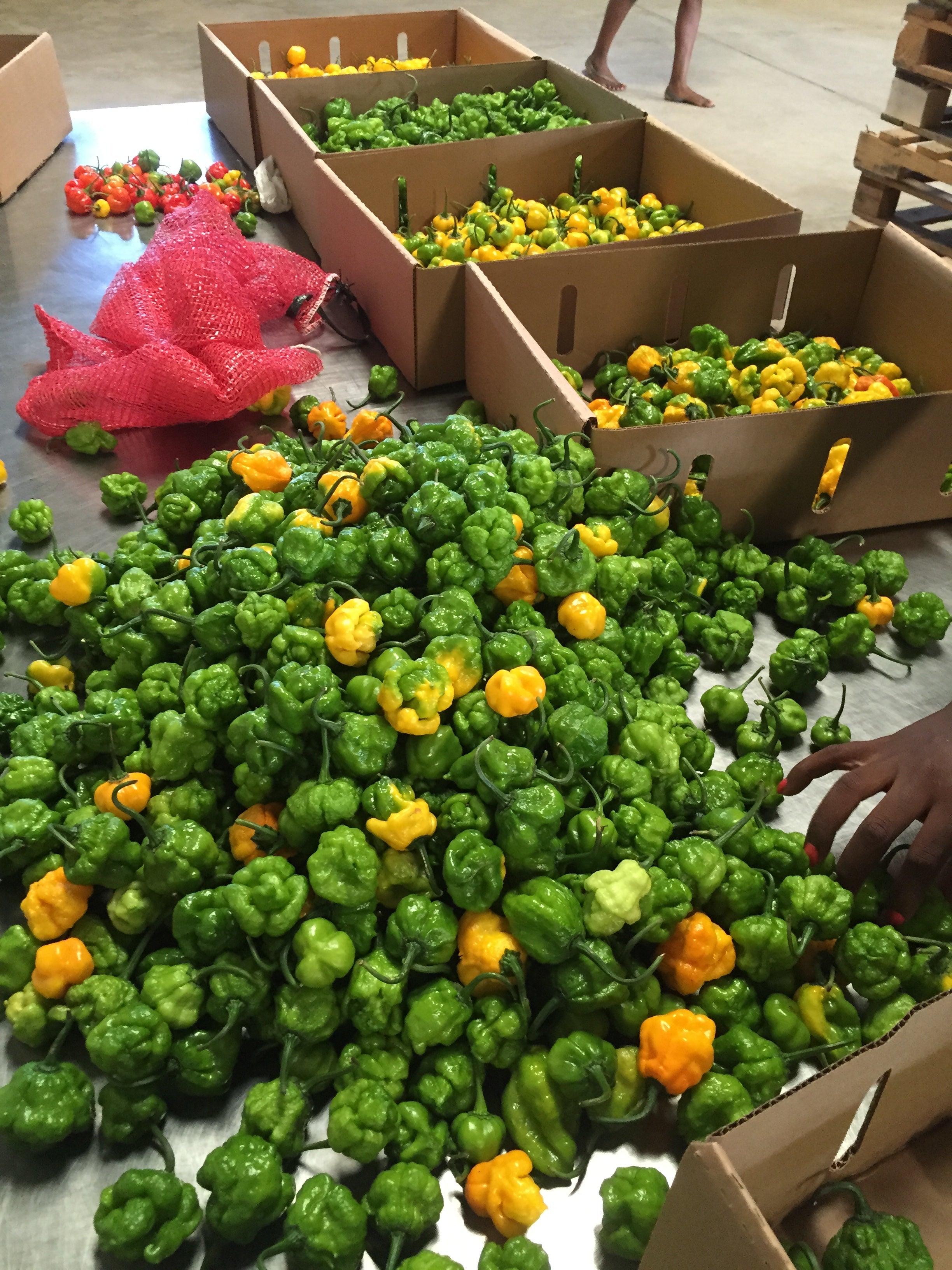  Jamaican Scotch Bonnet Pepper Sauce — Hot and Spicy Sauces collection by Smart Choice Farms