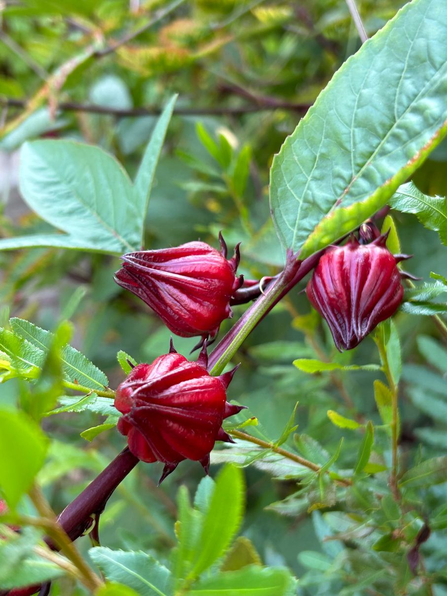 Kountry Delite Spicy Sorrel BBQ Sauce lifestyle photo