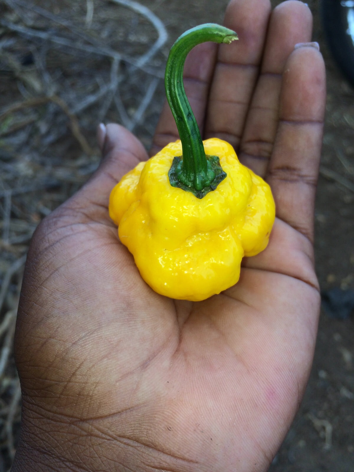 A true ripe Scotch Bonnet Pepper, yellow, with the bonnet hat